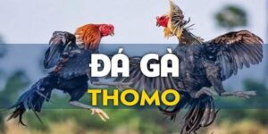 Đá Gà Thomo – Bỏ Túi Chiến Lược Chơi Luôn Giành Phần Thắng